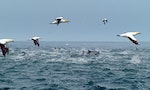 海洋獵人：南非鰹鳥與海豚「跨物種」合作捉魚？