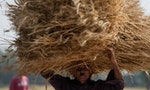 極端熱浪＋通膨惡化，印度禁止小麥出口恐加劇全球糧食危機、進一步推升糧價