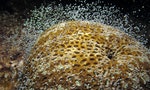 中研院七年田調解開珊瑚「同步產卵」謎團，關鍵在於日落到月昇這段黑暗期