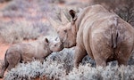 世界銀行首發「犀牛債券」：用南非黑犀牛的保育成效，決定投資收益