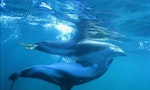 研究：海豚如何在茫茫大海辨識朋友？除了獨特哨聲，還靠殘留尿味