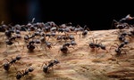 【小說】《螞蟻》序：螞蟻聚落以集體邏輯運作著人類個體的各種功能，我們認識螞蟻也看見了自己