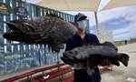 《紐約時報》：台灣石斑魚遭禁，凸顯經濟過度依賴中國的風險