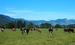 全球獨有減排方法：紐西蘭推動對牛羊打嗝課稅，減少甲烷打造永續農業