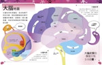 大腦地圖