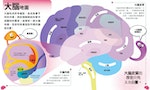 《哇，原來頭腦這麼厲害！》：神經科學家如何探究大腦地圖？