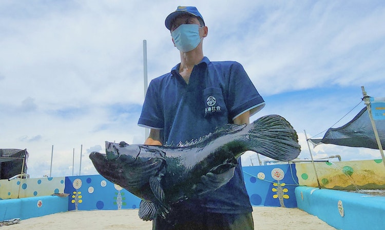 台灣石斑魚外銷中國受阻，日本養殖業感念311大地震善行願挺身相助