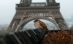 巴黎麻雀數量15年來消失四分之一，世界各大城都有類似情形，專家認為可能與多重生存壓力有關