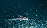 曾經因捕鯨業瀕臨絕種，世界第2大動物長鬚鯨睽違半世紀重返南極覓食