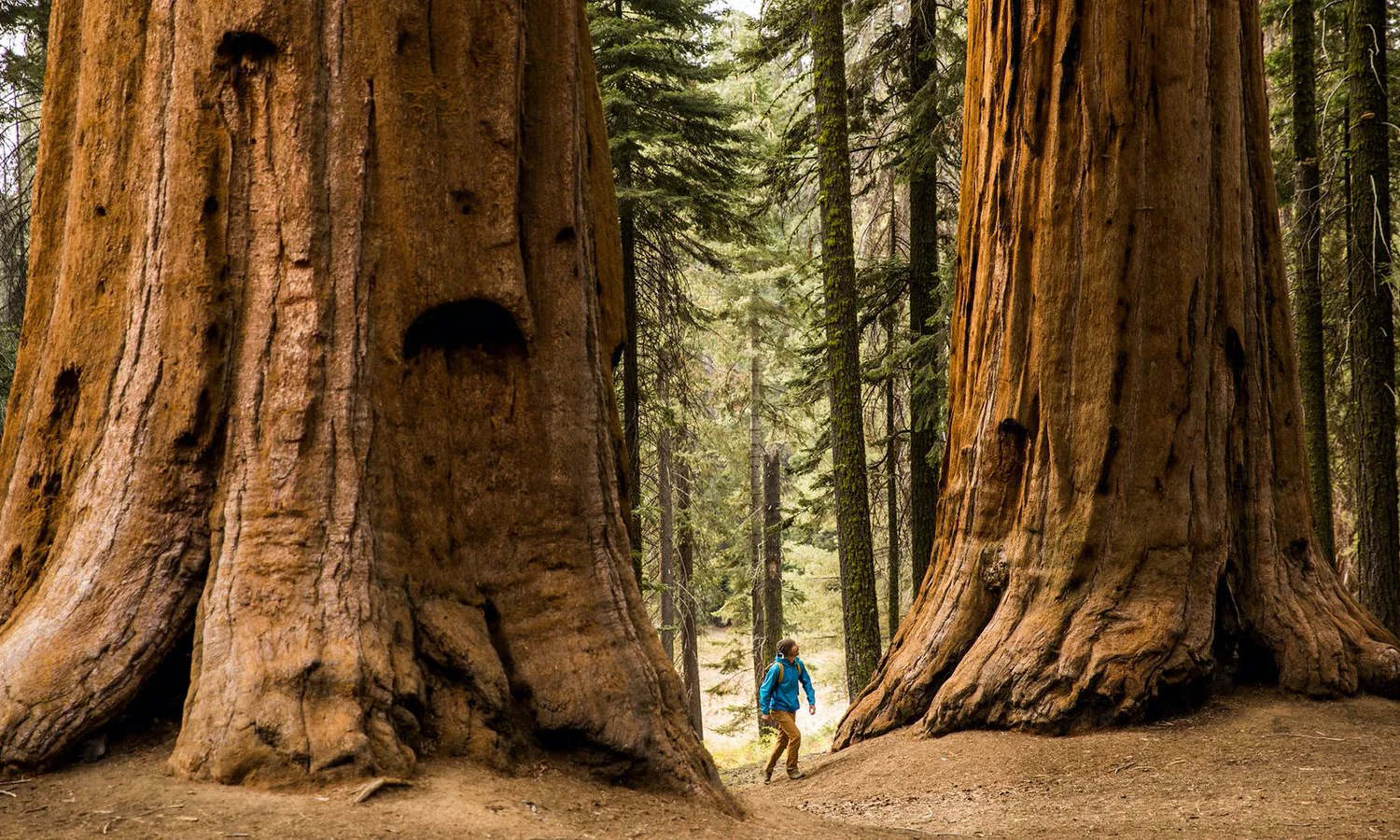 20年調查關於樹木和森林的生與死：如何延續巨大古樹的基因？ - 第1 頁 