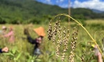 台灣特有種、原住民傳統作物「油芒」耐旱耐鹽不怕淹水，被視為極端氣候下的「超級未來食物」