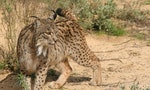 曾經瀕危不滿百隻，西班牙大山貓「伊比利猞猁」保育20年恢復生機