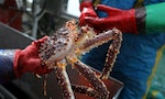 雪蟹爭議：因螃蟹而起的外交風暴，將對歐盟與挪威關係造成什麼影響？