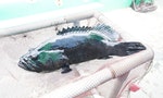 石斑魚外銷日本受阻，比河豚毒素強100倍的「雪卡毒」是什麼？