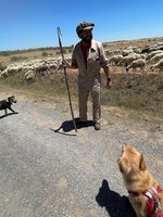 台灣黃金獵犬朝聖路上遇見西班牙牧羊人