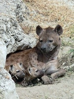 Spotted_Hyena_and_young_in_Ngorogoro_cra