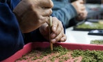 《柳葉刀》研究：娛樂性大麻「四氫大麻酚」濃度逐年提高，使用者年紀越輕越容易成癮