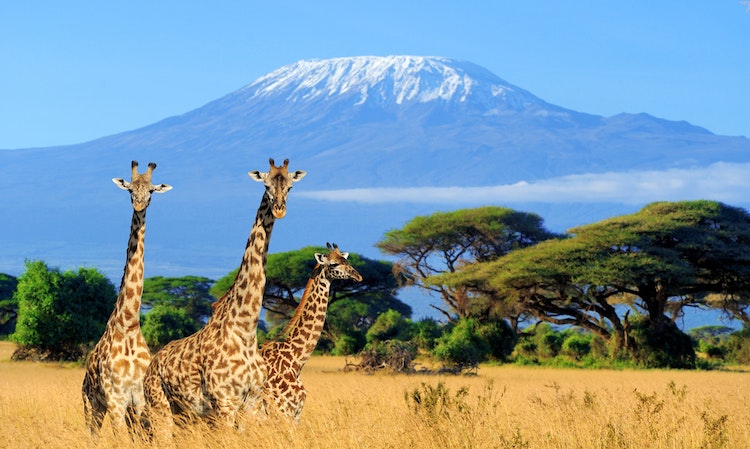 坦尚尼亞宣布把網路帶到非洲最高峰「吉力馬札羅山」，海拔5900公尺也能打卡上傳IG