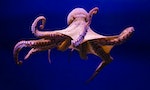 探索章魚神秘的內心世界：身為章魚是什麼感覺？章魚是否存在多重自我？