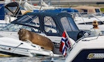 海象做日光浴引群眾圍觀，挪威漁業署以「威脅人類安全」為由安樂死