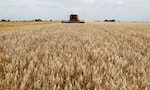 糧食危機加劇，阿根廷耐旱基因改造小麥品種「HB4」獲多國青睞