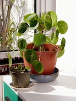 Pilea_peperomioides_Chinese_money_plant