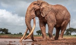 8/12世界大象日：非洲「超級獠牙象」悲歌，盜獵使母象正朝無象牙的方向演化