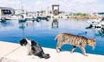 一隻貓不夠吸，那就吸一群：擁有瀨戶內美景的療癒貓島「真鍋島」