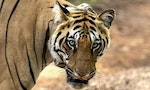 盜獵犯罪變得更加高端，印度保護區管理員如何利用人工智慧保護野生動物？