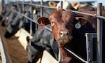 通膨與乾旱夾擊，美國畜牧業者縮手不願養牛，居高不下的牛肉價格未來恐再飆漲