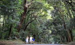 營造近似天然原生的環境保護林，明治神宮大概是人類所能創造的「最棒森林傑作」