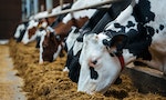 聯合國秘書長警告全球飢餓危機， 芬蘭研究：挪用家畜飼料給人吃，可多餵飽10億人
