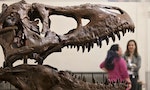 葡萄牙男子在自宅發現歐洲最大恐龍化石，對伊比利亞半島古生物學研究意義重大