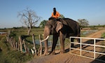 【圖輯】疫情衝擊泰國動物展演產業：飼主開直播求贊助，微薄收入不足以讓兩頭大象溫飽