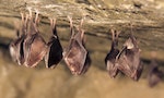 《當頑童遇見動物》：蝙蝠運用雷達的歷史長達五千萬年，而人類發現這個祕密僅僅二十年