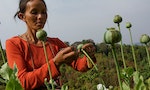 疫情、政變、通膨內外夾擊，緬甸罌粟種植面積增加33％、鴉片產量創20年新高
