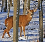 whitetail-buck-hasnt-lost-antlers-726278