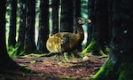 渡渡鳥滅絕逾300年，科學家盼藉科技讓牠復活