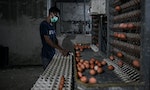 馬來西亞議員不滿進口「小又貴」印度蛋，農業部長：蛋荒下僅為替代措施