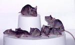 日本科學家從公鼠細胞創造卵子，成功產下「兩個爸爸」的鼠寶寶