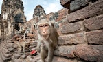 動物非法販運在東南亞：從泰國寺廟消失的千隻恆河猴，到美國實驗室捲入的非法走私獼猴案