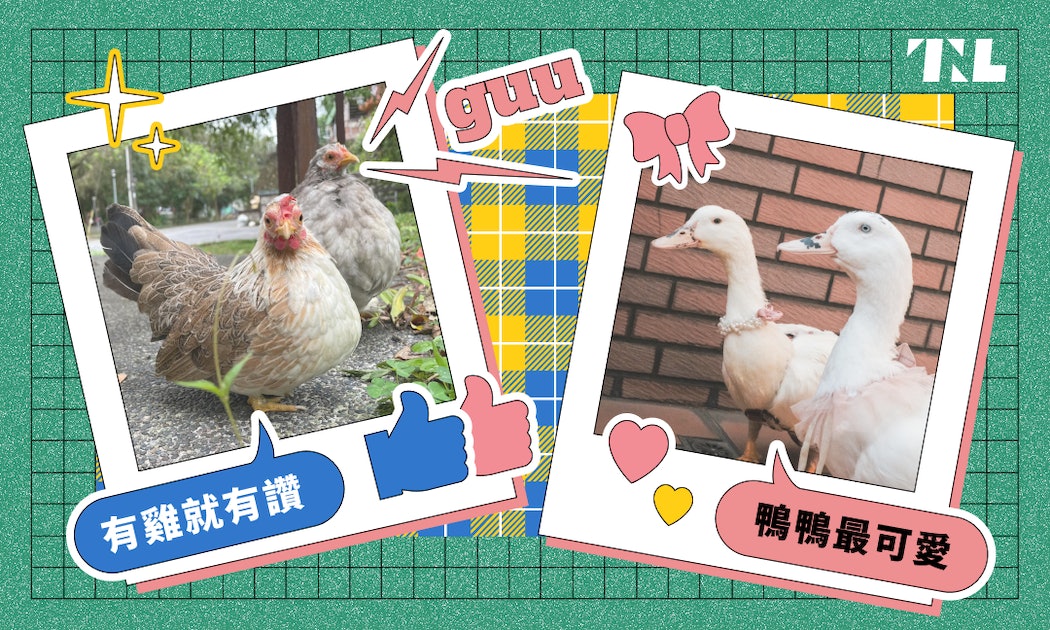 [Geweihtes Huhn und geführte Ente]Das „Bai Sha“-Festival verwandelt Hühner und Enten in Internet-Berühmtheiten, gutherzige Rettungsboten im zweiten Frühling des Lebens – The News Lens Key Comments Network