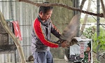 花蓮修車廠成傷鳥中途之家，「黑手鳥爸」12年助上千隻鳥回歸自然