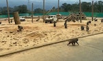 六福村坦承死亡狒狒為園區所有，即刻關閉動物區檢視設施，園方道歉：自然放養盤點有難度
