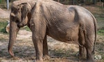 擔任觀光客坐騎25年後的泰國大象，背部因長期壓迫而變形