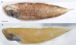 農委會水試所發現新種深海魚命名「尖吻無線鰨」，數量珍稀僅記錄2尾標本