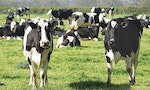 紐西蘭計畫推出「牛屁稅」後，歐洲也祭出牛羊打嗝、放屁的相關管制