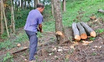 港媒：中國「砍樹還耕」確保糧食安全，20年「退耕還林」政策下架