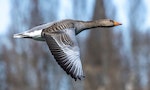 促成鳥類成功自恐龍演化的關鍵推手，「鳥羽」躍升為仿生力學研究要角