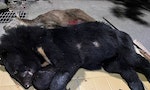 3年內獵殺4隻台灣黑熊還有水鹿，屏東檢警追緝後依野保法起訴9人